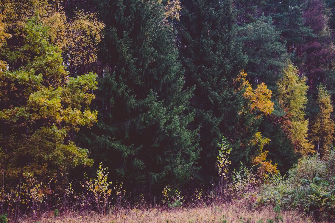 Assorted-color Leafed Trees