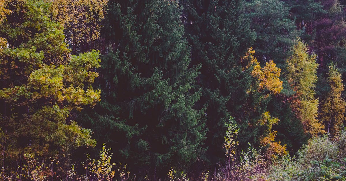 Free stock photo of autumn, forest, trees
