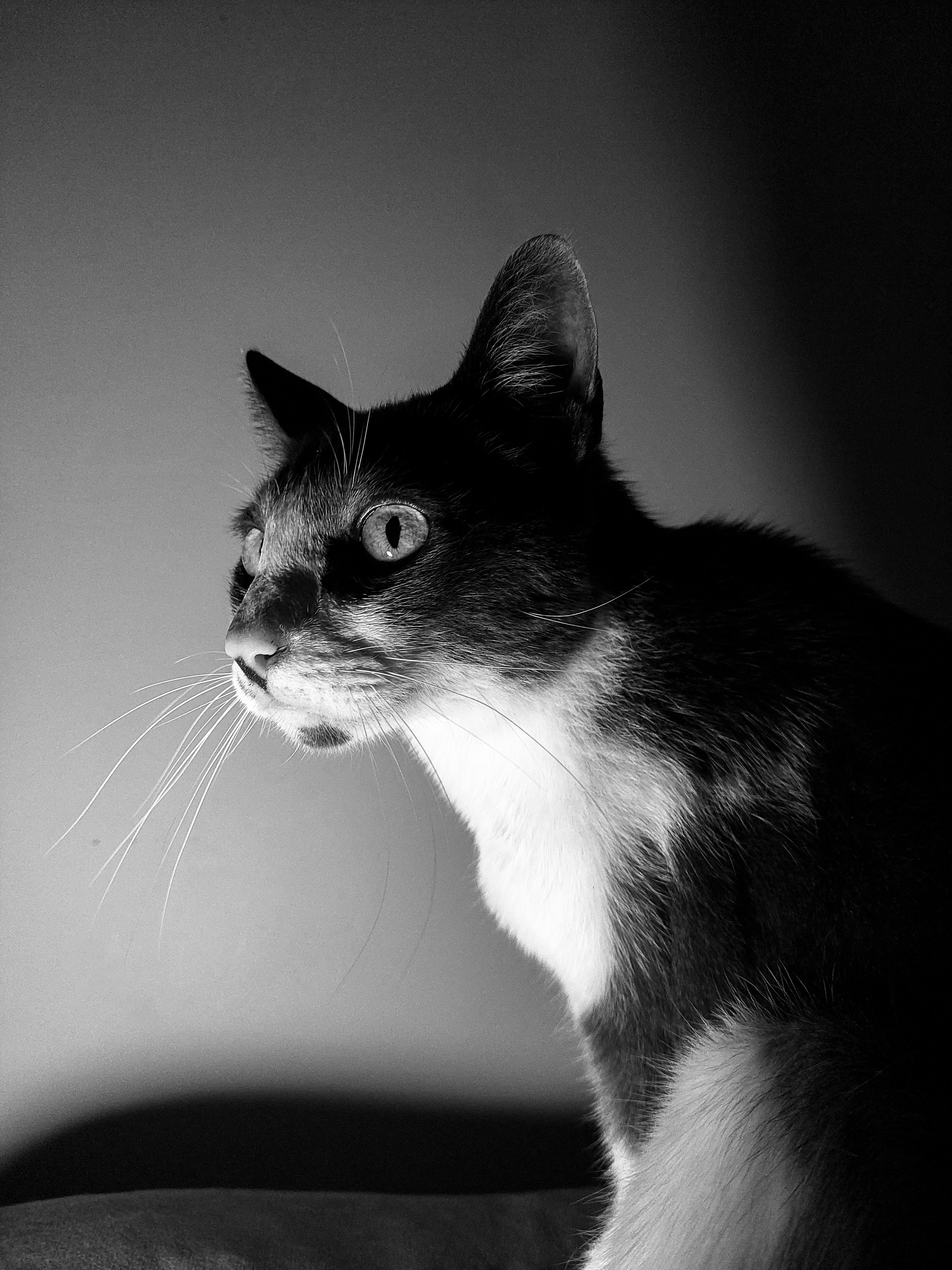 Close-up of a Cat in Black and White · Free Stock Photo