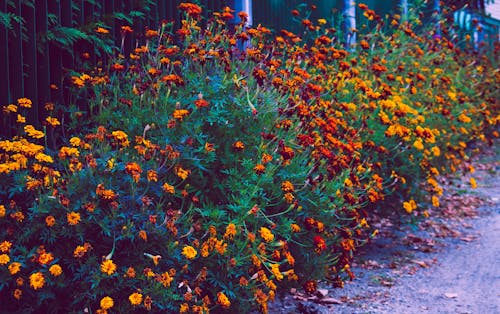 무료 심은 오렌지 꽃의 선택적 초점 사진 스톡 사진