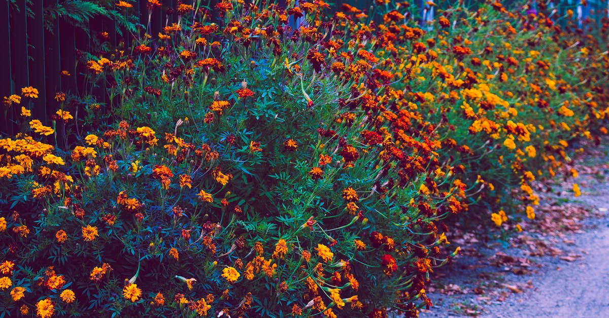 Selective Focus Photography of Planted Orange Flowers