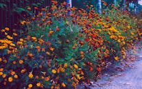 乡村小路上，万寿菊花生动地绽放，象征着夏天的盛开