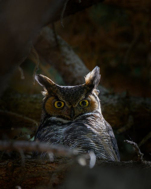 Free Grey Owl Stock Photo