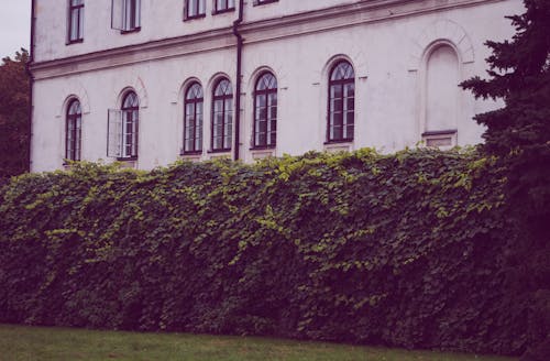 Free Green Hedge Beside Building Stock Photo