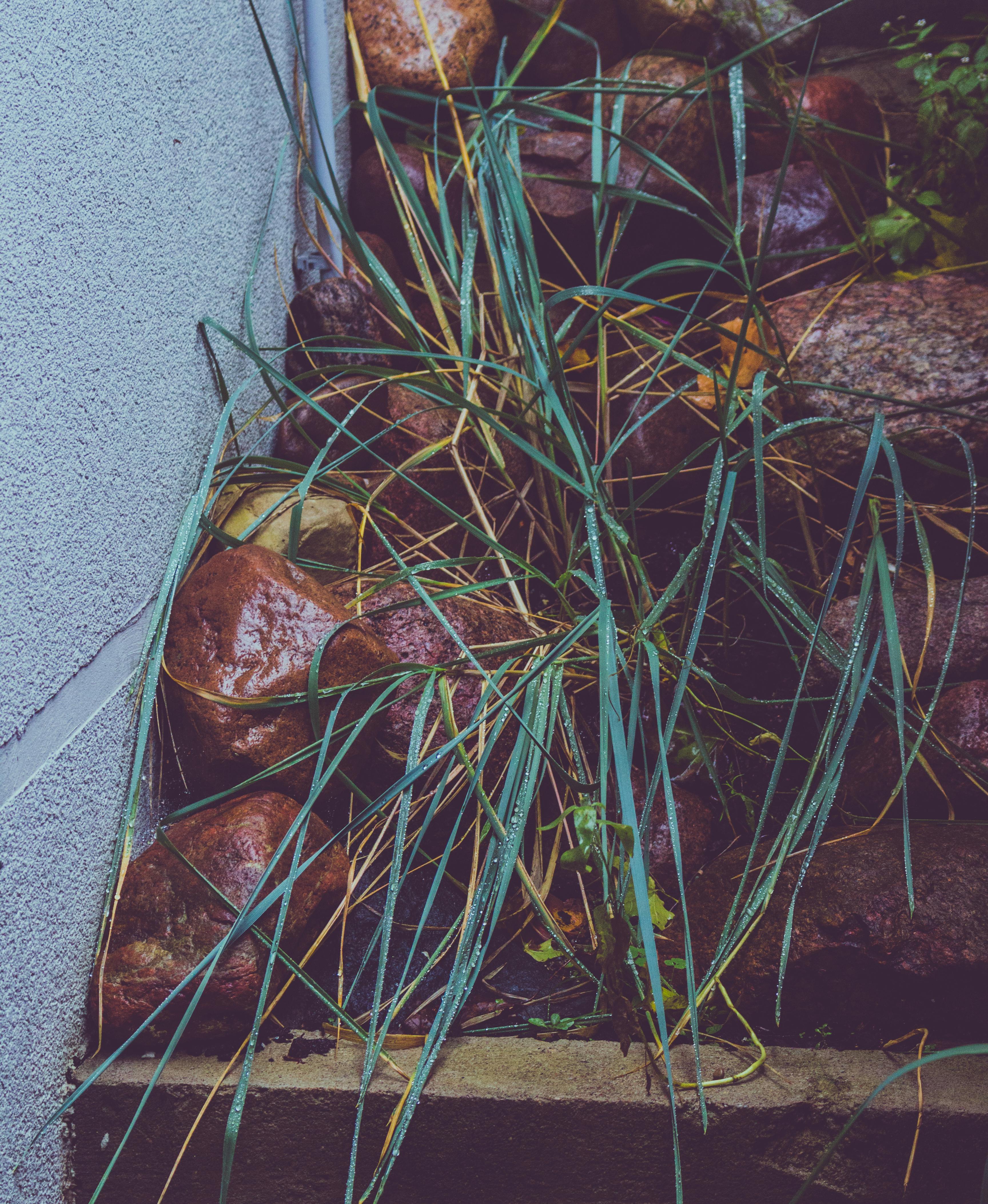 Free Detailed view of grass and wet stones against a wall, showcasing natural textures. Stock Photo