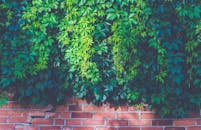 沐浴在自然阳光中的红砖墙上，充满活力的多叶藤蔓如瀑布般垂落