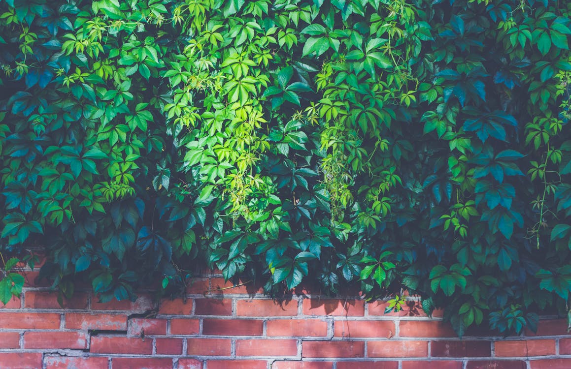 Plantas Verdes Al Aire Libre En La Pared De Ladrillo Marrón