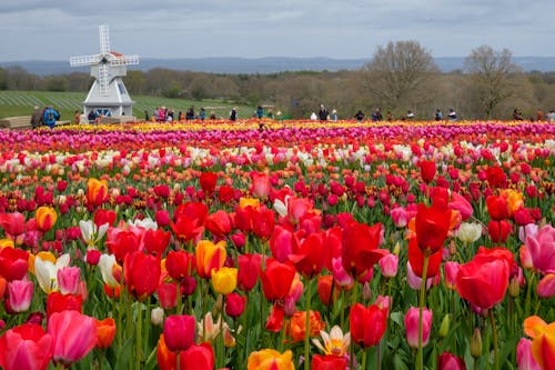 Tulip field with windmill at Tulley's Farm