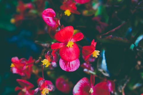 Closeup Photo of Red Petaled Flowers