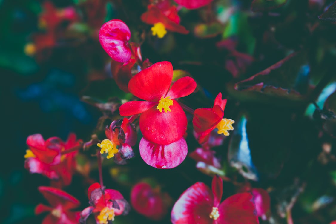 붉은 꽃잎 꽃의 근접 촬영 사진