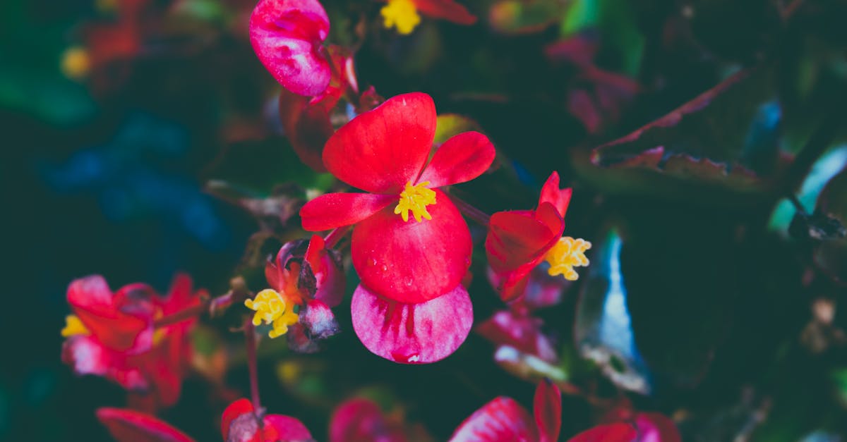Free stock photo of flower, red flower