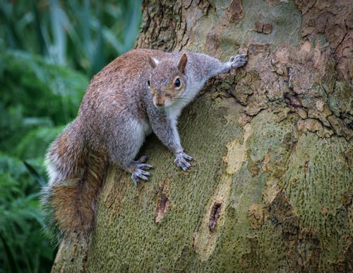 Grey Squirrel