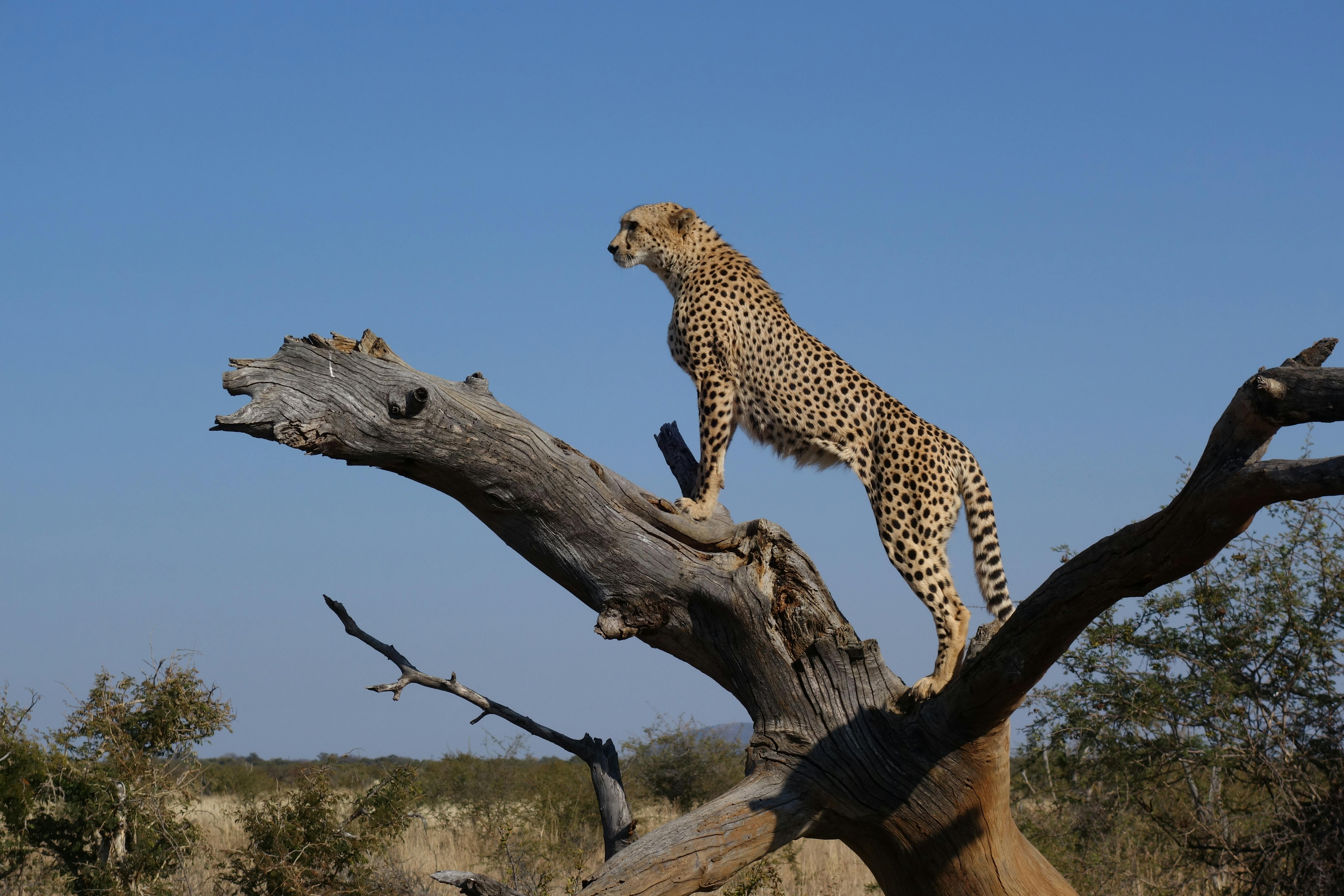 fastest land animal in the world after cheetah