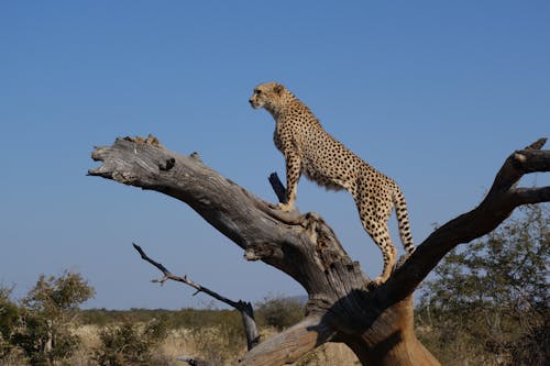 Cheetah on Top of Brown Tree Branch