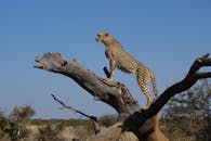 猎豹在树干上雄伟地俯瞰着南非大草原