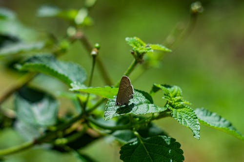 Lone Butterfly