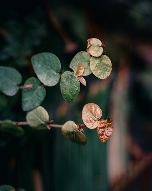 Kostnadsfri bild av blad, bladfotografering, botanisk trädgård