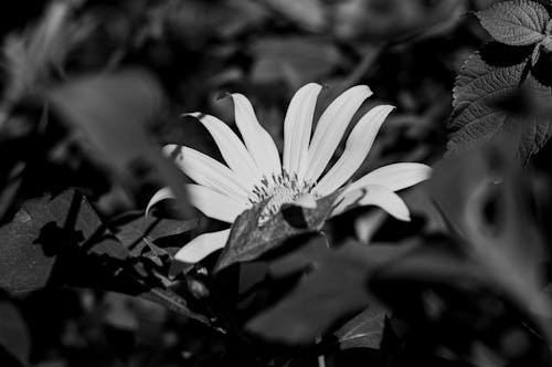 Black and white flower