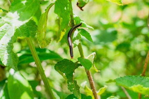 Millipede