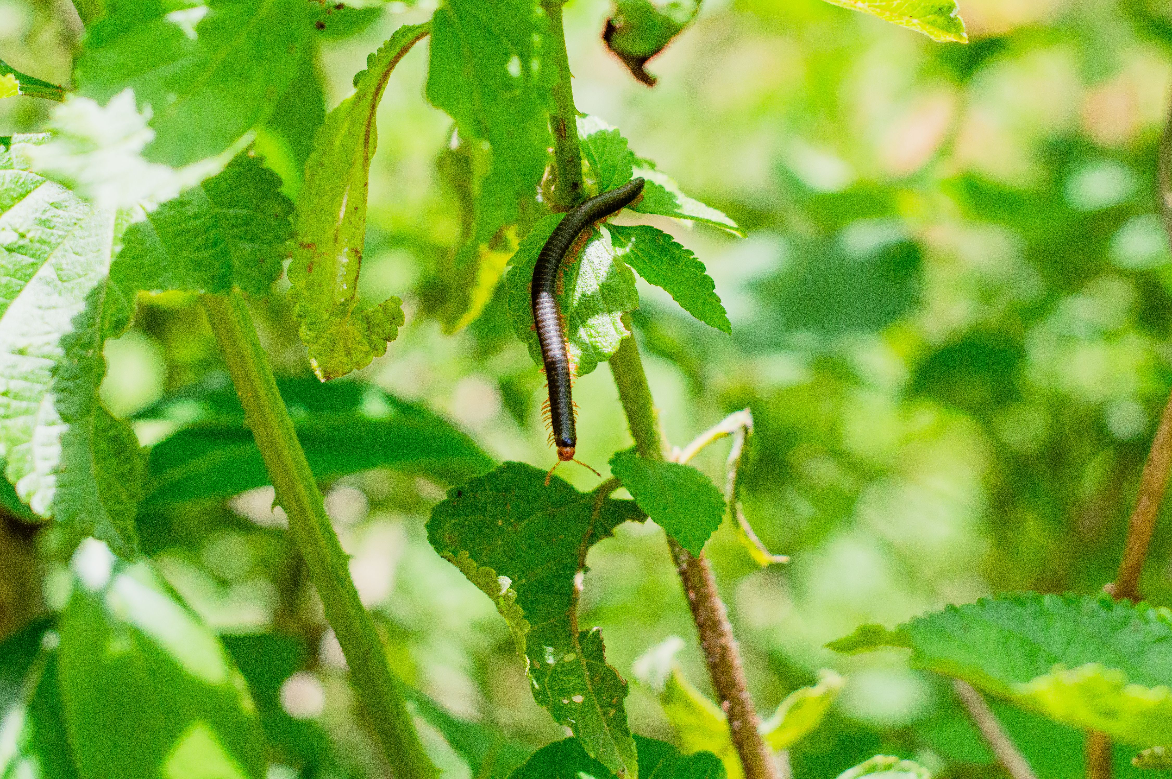 Julida Worm Crawling on a Plant · Free Stock Photo