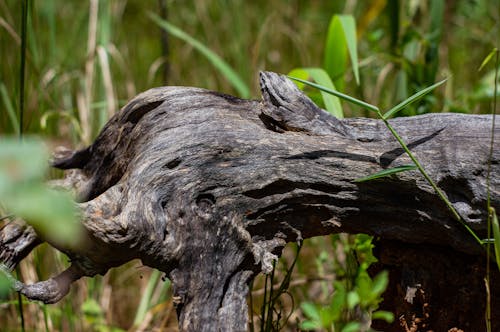 Dead Tree Trunk