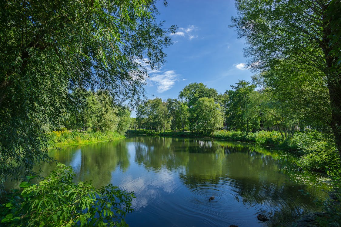 Green Trees and Lake Photo