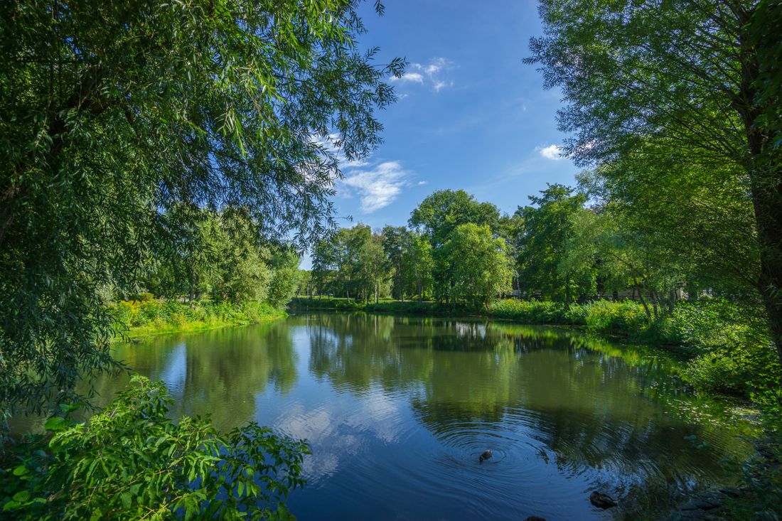 Lago cercado por floresta