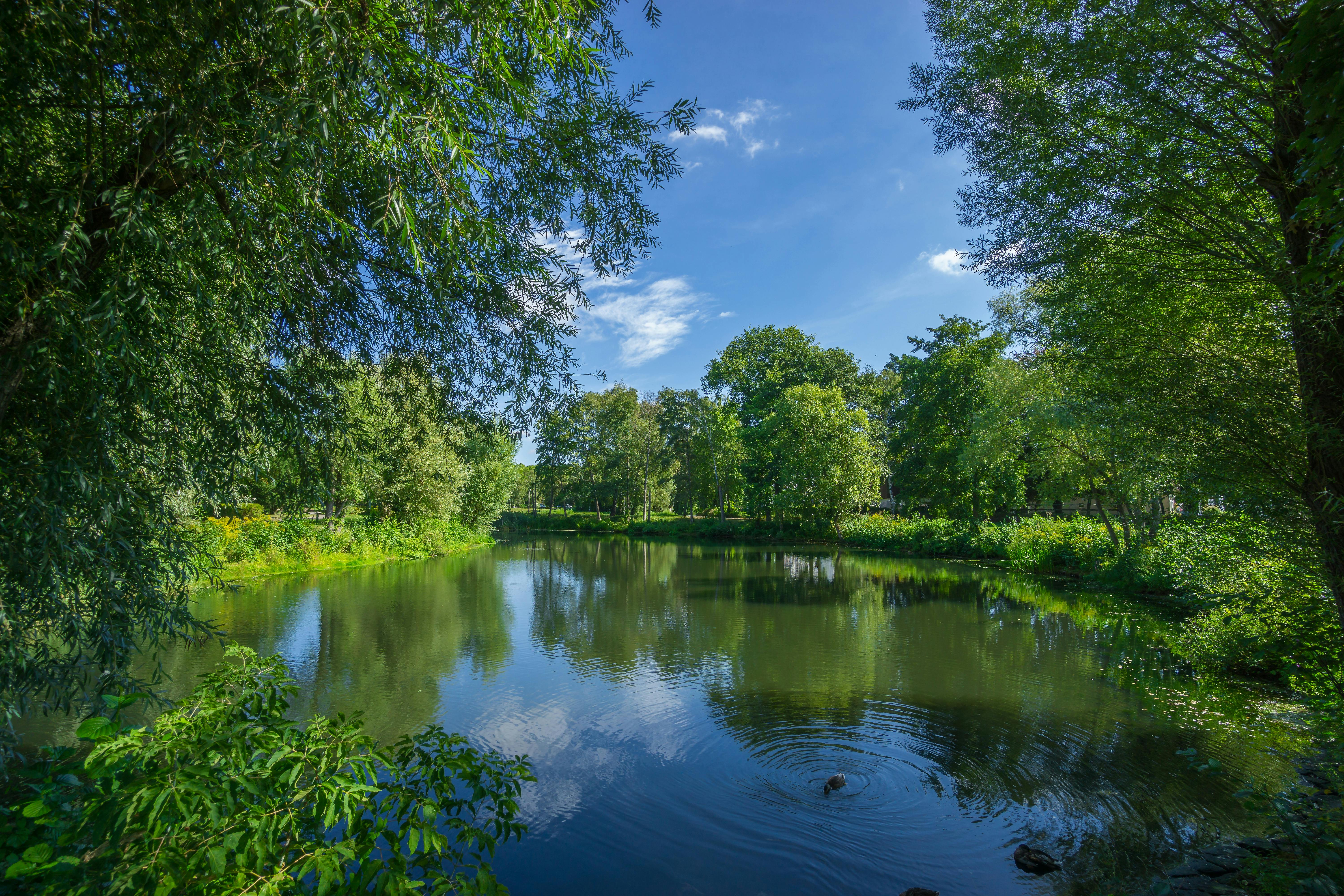 Panoramic Photo of Bushes Near Pond · Free Stock Photo