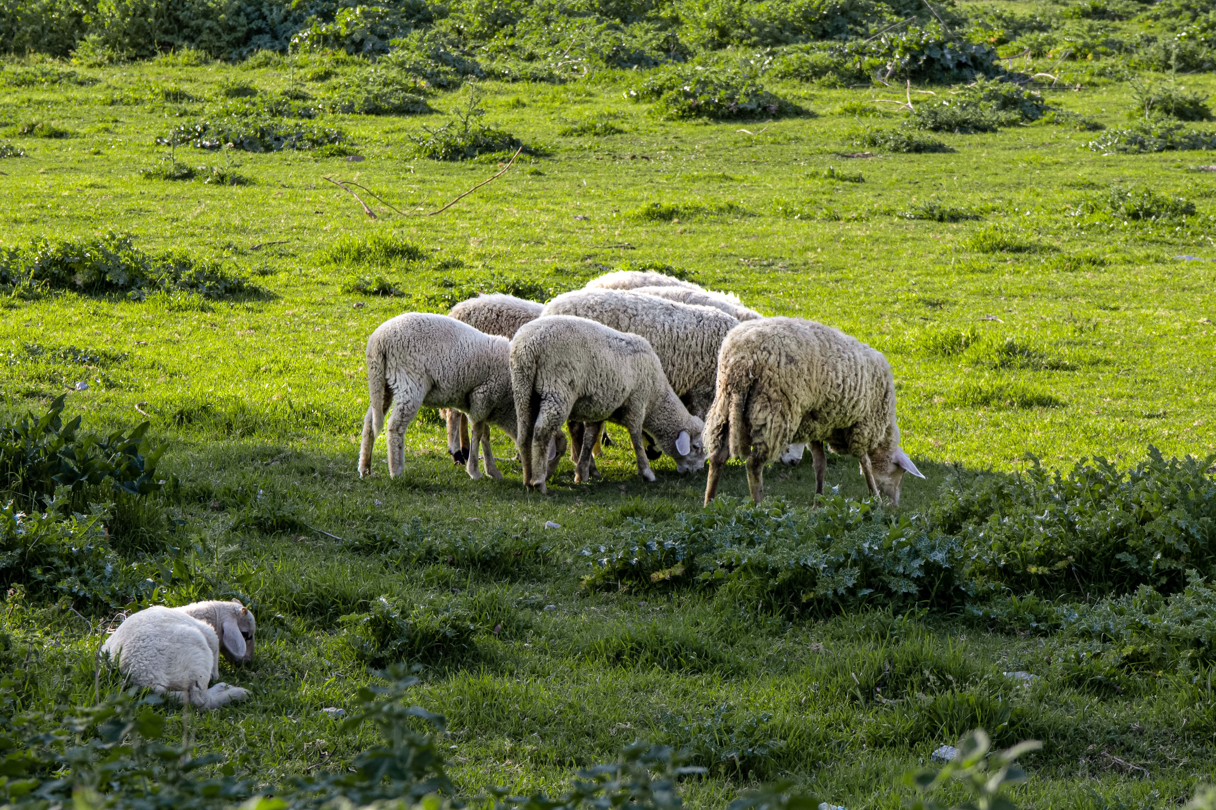 A group of sheep grazing in a field · Free Stock Photo