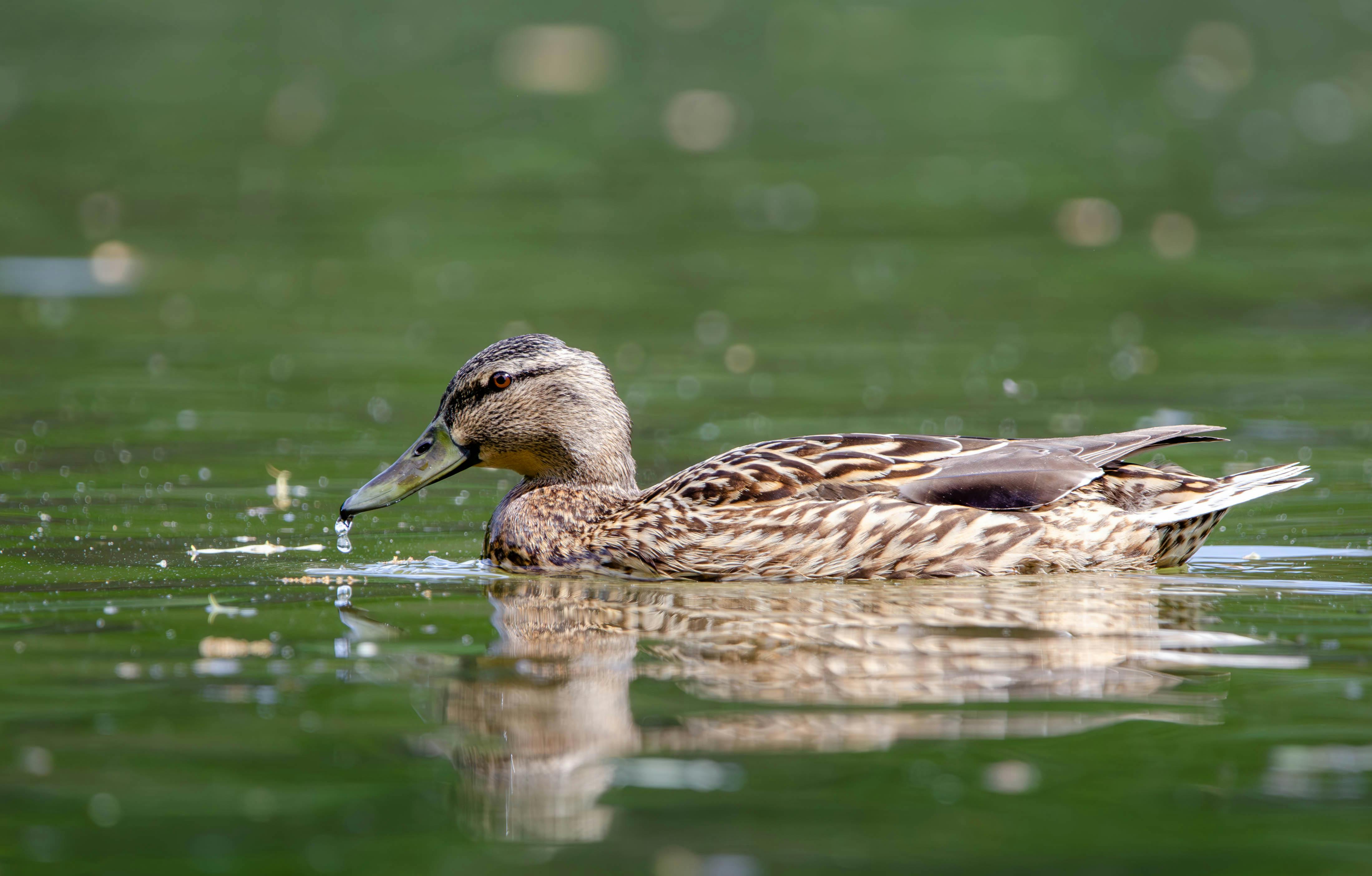 Mallard duck gliding gracefully on a tranquil pond in Salzgitter, Germany.