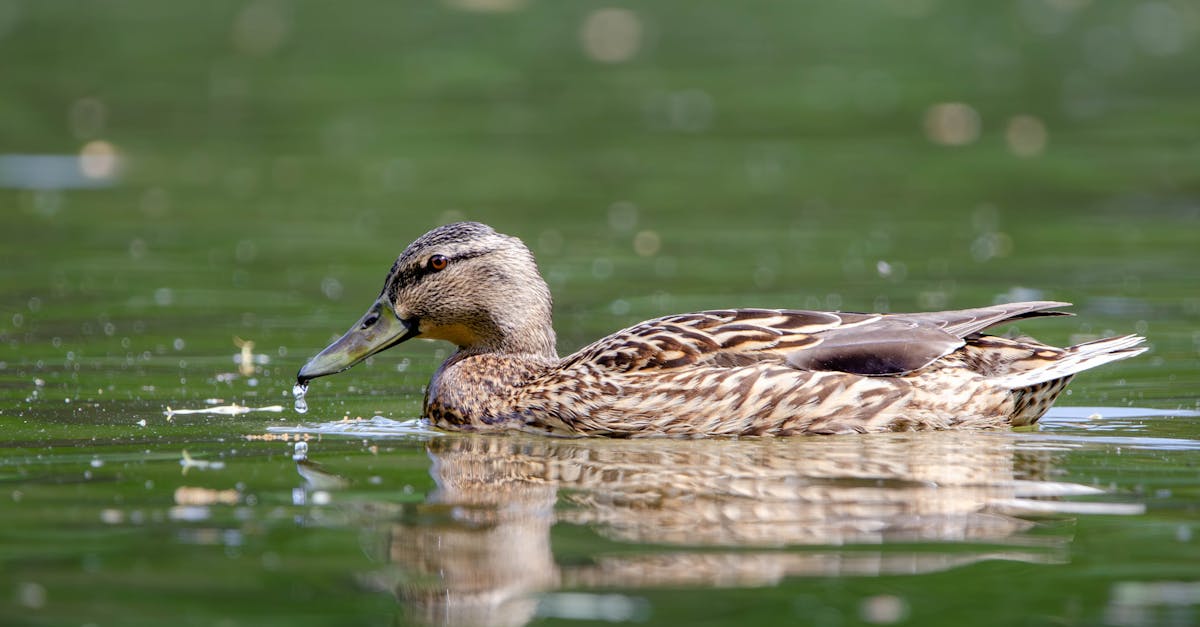 Mallard duck gliding gracefully on a tranquil pond in Salzgitter, Germany.