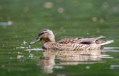 Free Mallard duck gliding gracefully on a tranquil pond in Salzgitter, Germany. Stock Photo