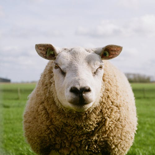 Безкоштовне стокове фото на тему «аналогова фотографія, вівці, вовняне пальто»