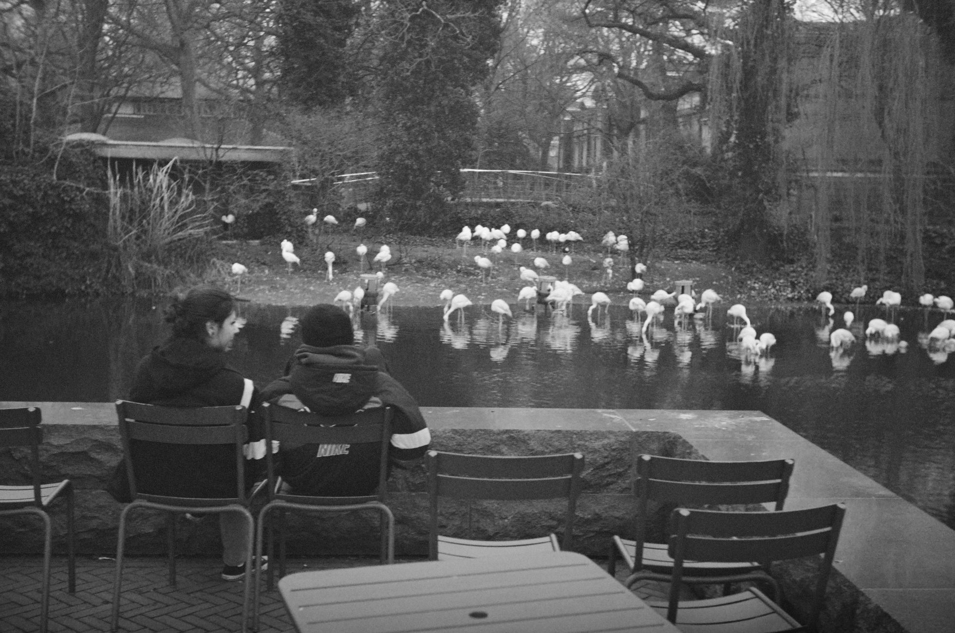 Vogel valt vrouw aan in Amsterdam