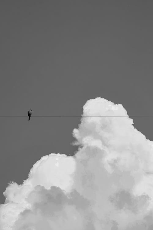 Бесплатное стоковое фото с белые облака, маленькая птица, монохромная фотография