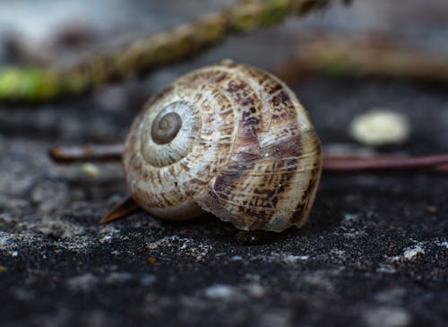 Free stock photo of snail Stock Photo