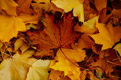 Close-Up Photo of Dry Maple Leaves