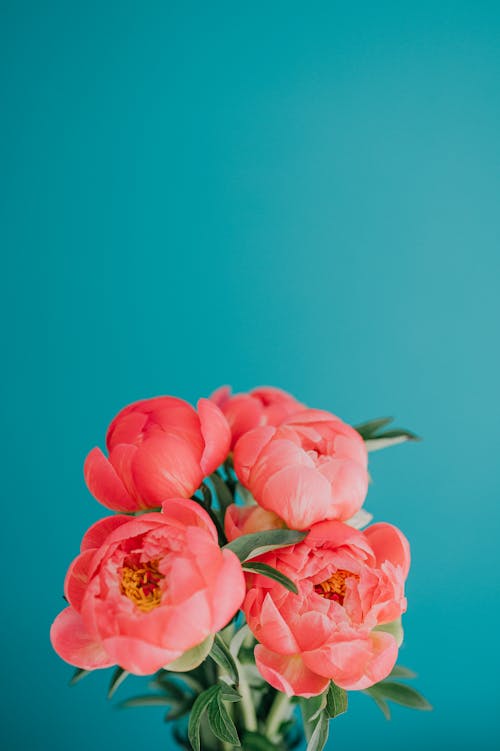 Foto profissional grátis de cor-de-rosa, decoração, design de interiores