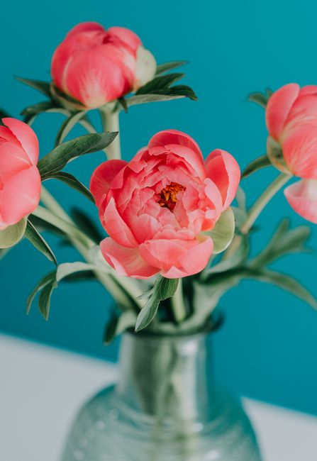 Close-up of vibrant pink peonies in a glass vase against a teal background.