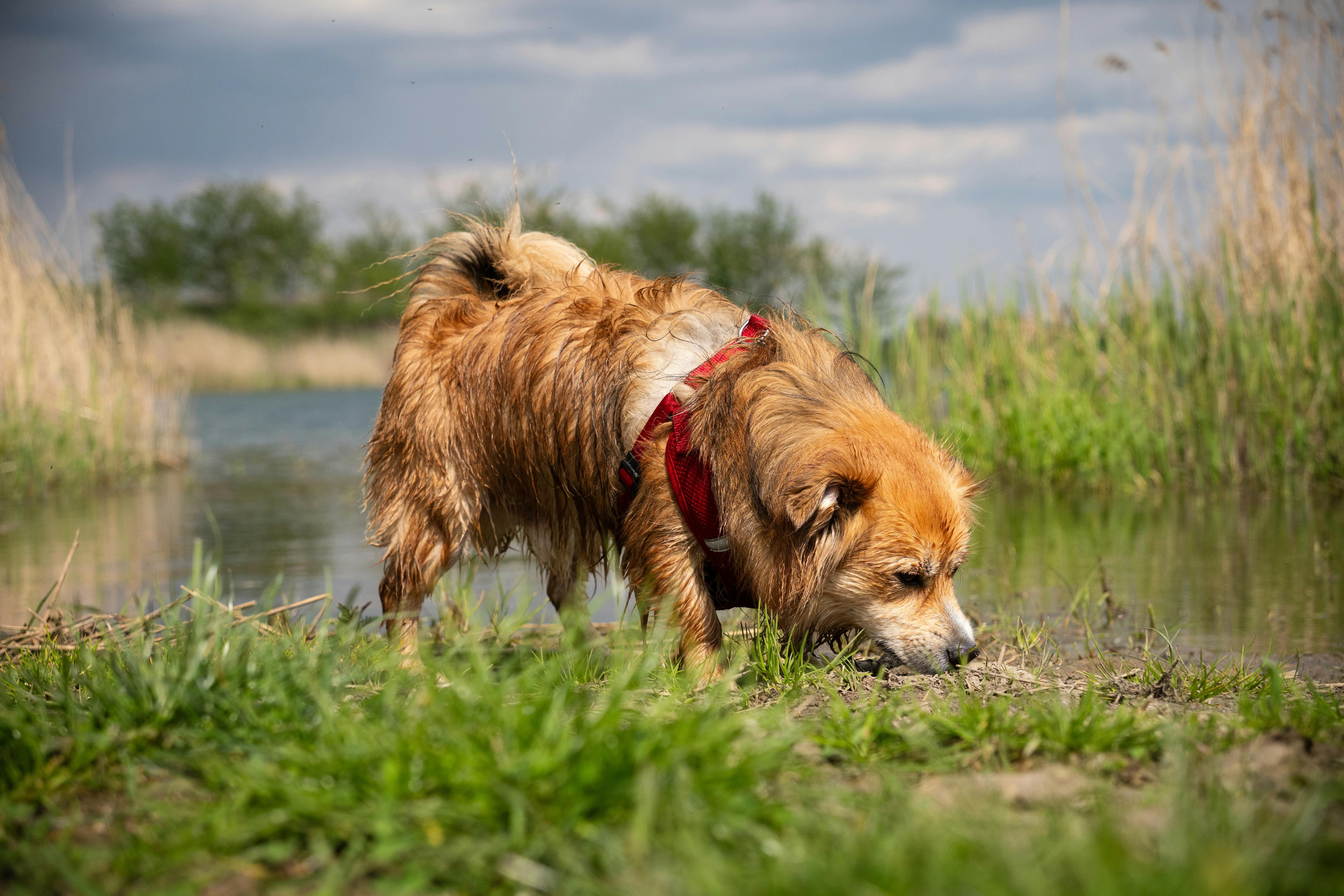 Why Do Dogs Have Wet Noses? Exploring the Health Benefits for Your Furry Friend