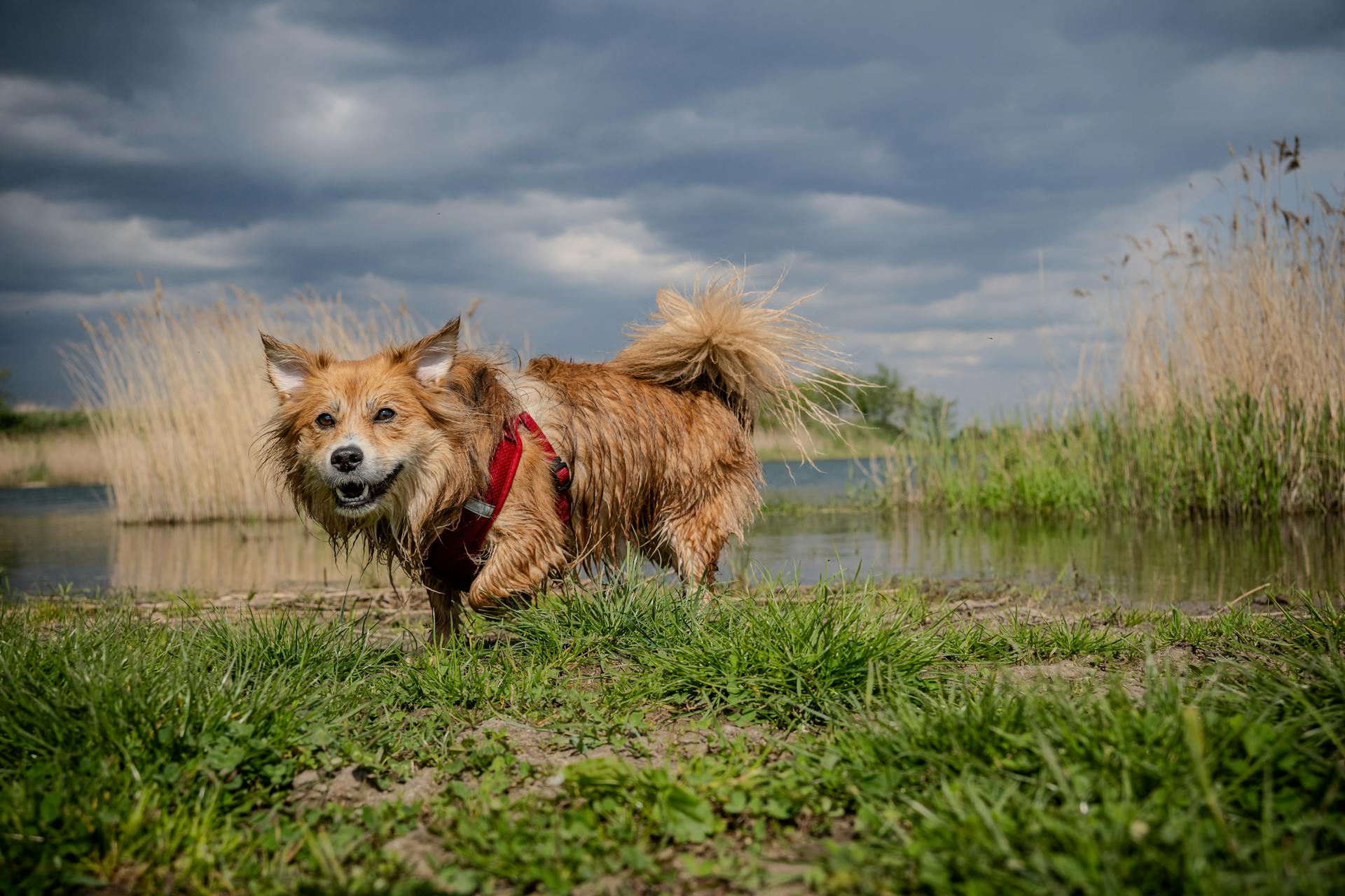 A Dog Outdoors