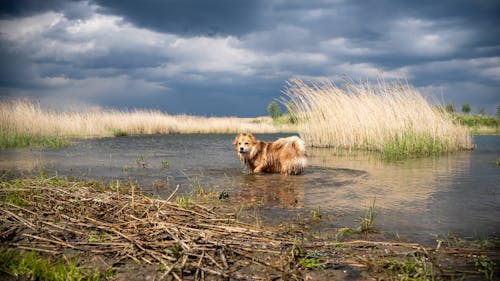 A dog is standing in the water near tall grass