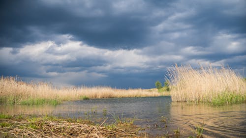 A marsh with reeds and grass under a cloudy sky