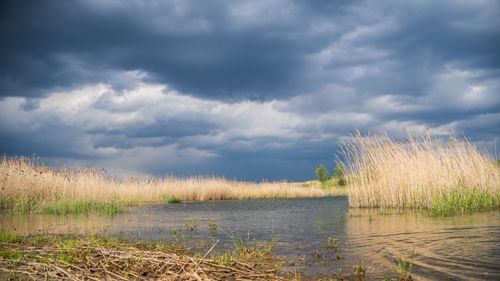 Free A tranquil lakeside view under a dramatic, stormy sky, featuring lush grass and reeds. Stock Photo