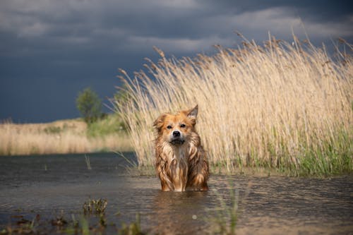 A dog is standing in the water in front of tall grass