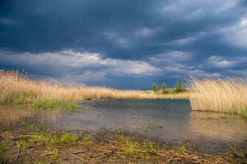 A pond with grass and reeds under a cloudy sky