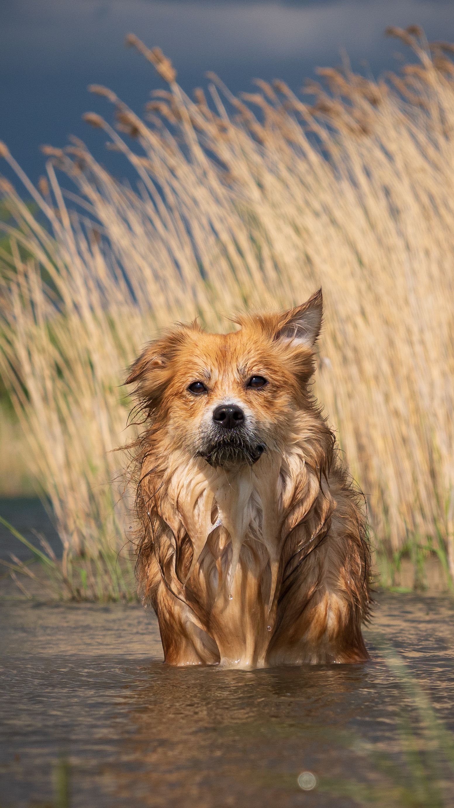 Adorable golden dog sits in a lake, surrounded by tall grass. Perfect for animal and nature themes.
