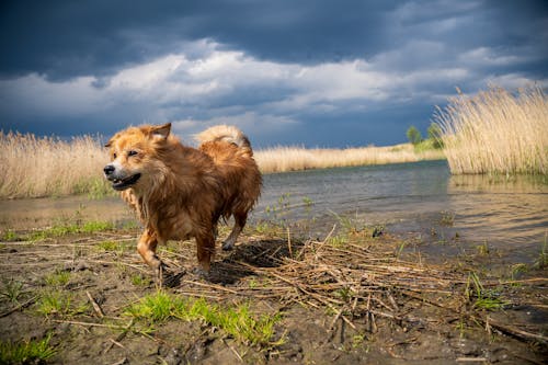 A dog running through the water near a marsh