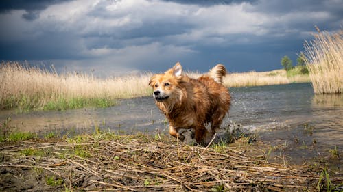 A dog running through a marshy area
