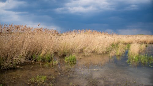A marsh with tall grass and water under a cloudy sky